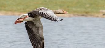 Grauwe gans in vlucht