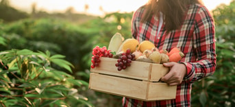 Adobe Stock 373094143 Harvest Agriculture Food Health Gezond Voedsel Biologisch web