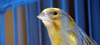 Canary 20522 1280