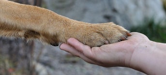 Hondenpoot en hand