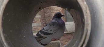 Duiventil Gouda