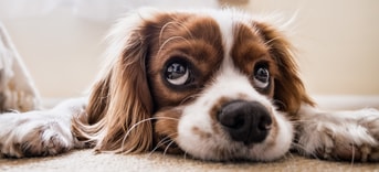 Hond op vloerkleed Pixabay