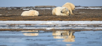 Adobe Stock 335454270 Alaska white polar bear from arctic web