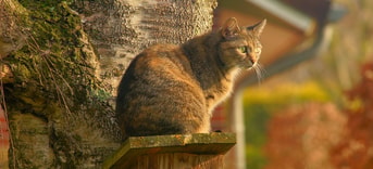Kat op vogelhuis Pixabay