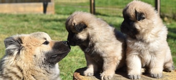 Hond met pups puppies Pixabay