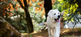 Labrador hond in bos Pixabay