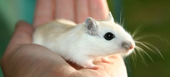 Mouse Pixabay