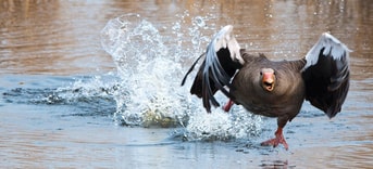 Goose Pixabay