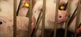 Varkens achter tralies