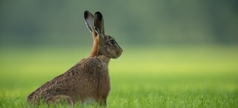 Hare II