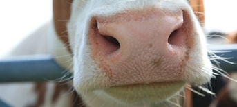 Koe close up