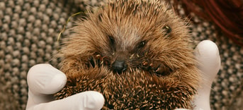Hedgehog 2074143 1920