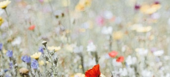 Schone bloemen