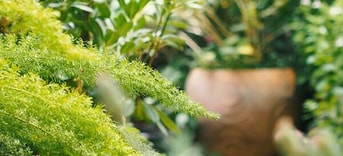 Kruidentuin tuin gezond