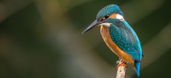 I Jsvogel partijvoordedieren drenthe