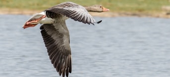 Grauwe gans in vlucht