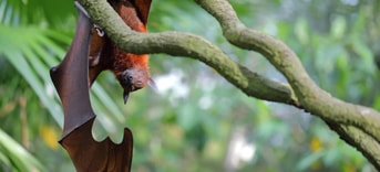 Vleermuis in boom site