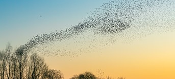 Vogels pvdd drenthe
