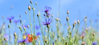 Wilde bloemen