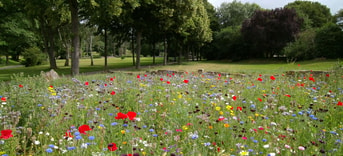 Bloemenveld