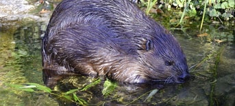 Bever in water
