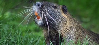 Bever
