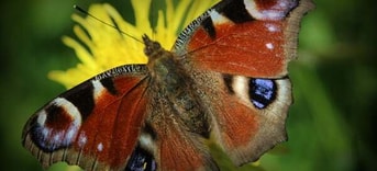 Biodiversiteit pvdd drenthe