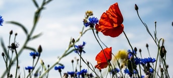Biodiversiteitscrisis