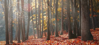 Bomen