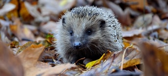 Egel