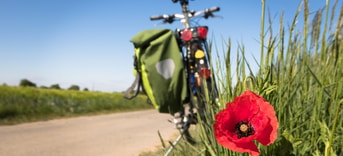 Fietspad klaproos