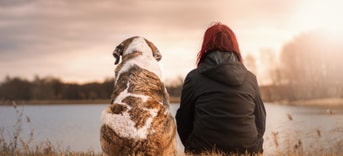Hond honden huisdier