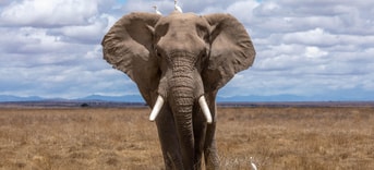 Olifant