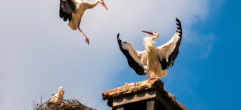 Ooievaars Op Schoorsteen