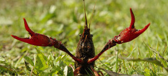 Rivierkreeft