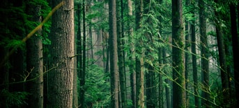 Ruimte Voor Natuur