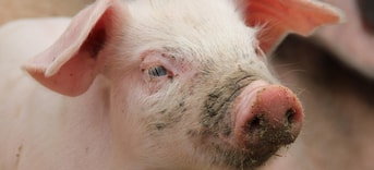 Varkens Op Biologische Veehouderij 1 Vanderdenmaarrechtenvrij