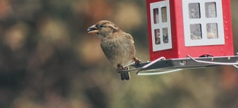 Vogelhuisje