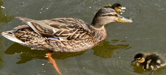 Wilde eend