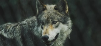 Wolf in Drenthe