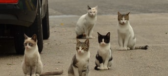 Zwerfkatten