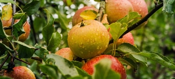 Appel voedselbos