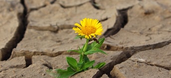 Bloem Welvaart Groei Groeiend Bloeiend Droogte