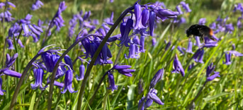 Bloemen websitefoto