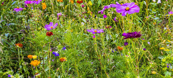 Bloemenweide bloemrijk grasland kruidrijk bloemen natuurlijk biodiversiteit