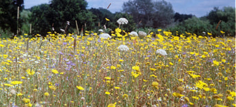 Bloemenweide
