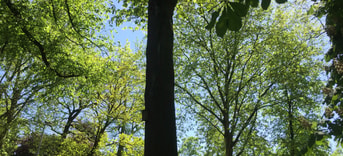 Bomenfoto