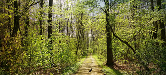 Bos natuur bospad