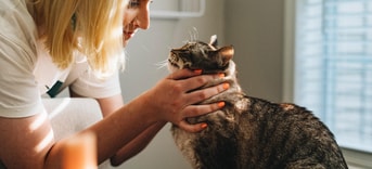 Dierenarts anicura pvdd partij voor de dieren