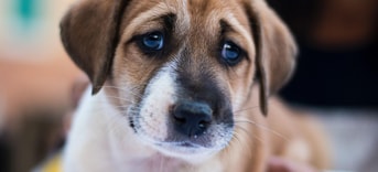 Dierenmishandeling hond verdrietig verdrietige pvdd partij voor de dieren dierenbeul dierenbeulen houdverbod